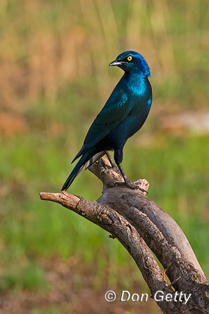 Greater Blue-eared Starling