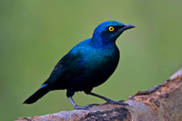Greater Blue-eared Starling