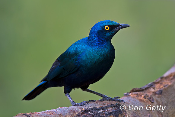 Greater Blue-eared Starling