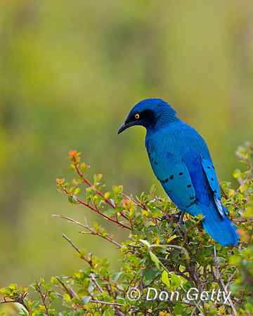 Greater Blue-eared Starling