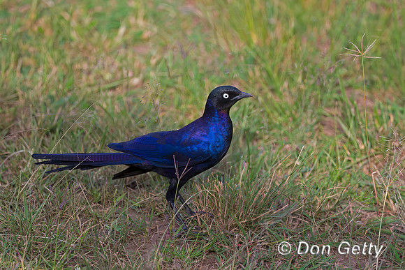 Rüppell's Starling