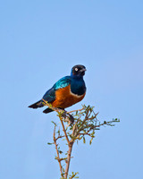 Superb Starling