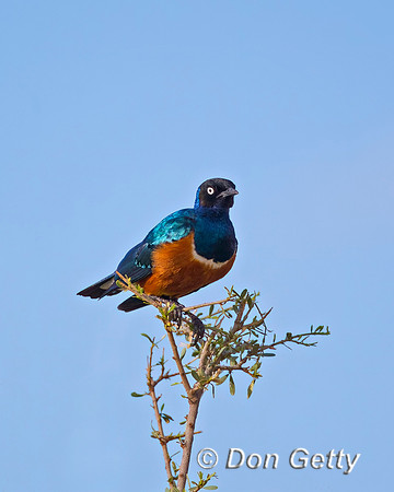 Superb Starling