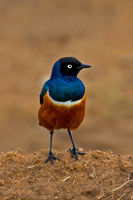 Superb Starling