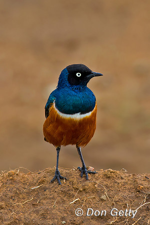 Superb Starling