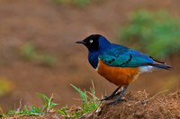 Superb Starling