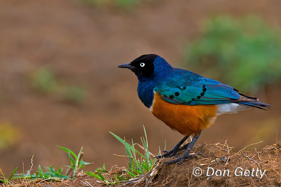 Superb Starling