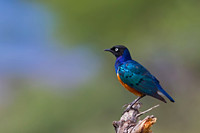 Superb Starling