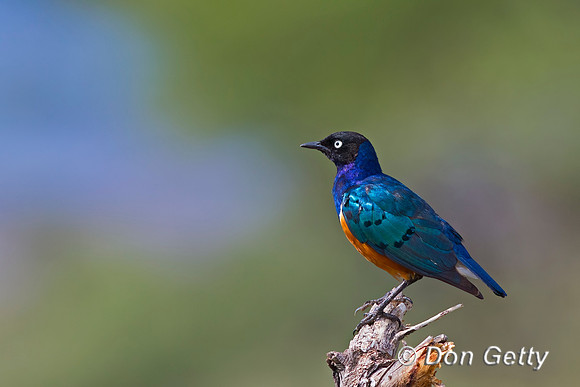 Superb Starling