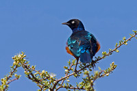 Superb Starling