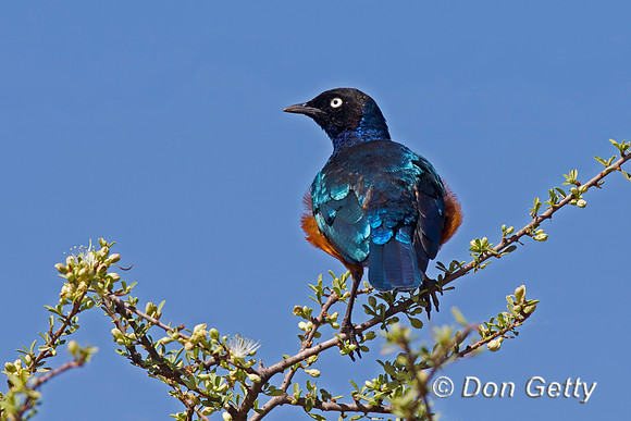 Superb Starling