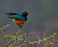 Superb Starling