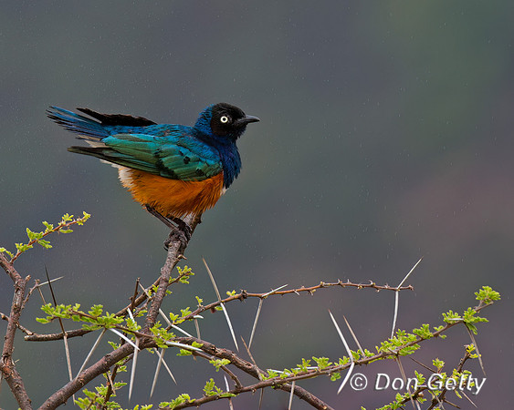 Superb Starling