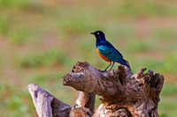 Superb Starling