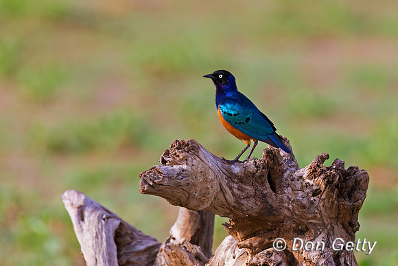 Superb Starling