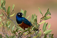 Superb Starling