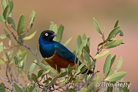 Superb Starling