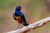 Superb Starling