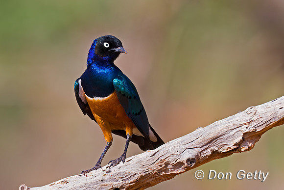 Superb Starling
