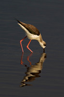 Black-winged Stilt