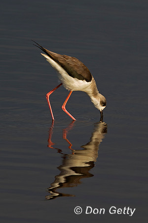 Black-winged Stilt