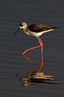 Black-winged Stilt