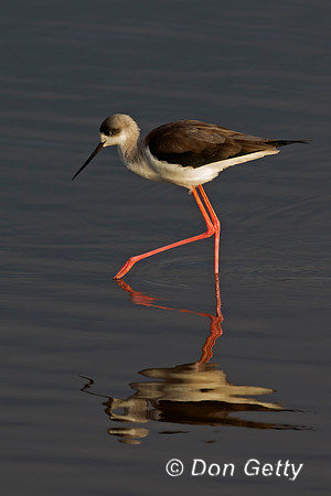 Black-winged Stilt