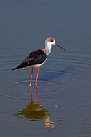Black-winged Stilt