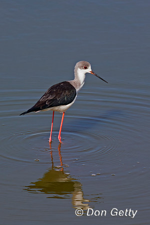 Black-winged Stilt