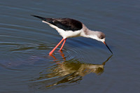 Black-winged Stilt