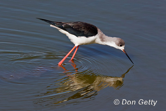 Black-winged Stilt