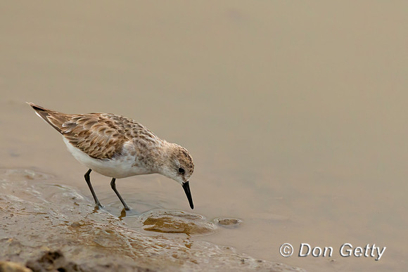 Little Stint,