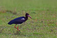 Abdim's Stork