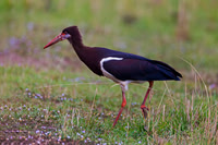 Abdim's Stork