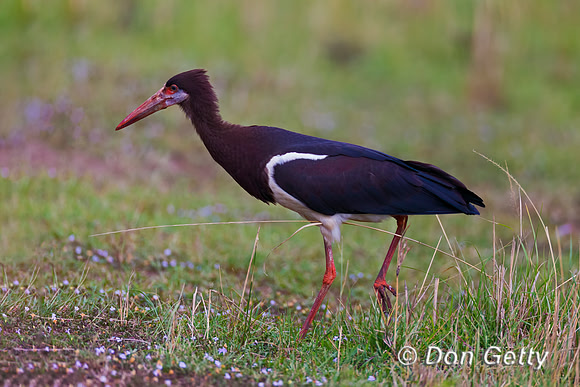 Abdim's Stork
