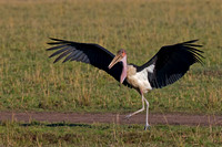Marabou Stork