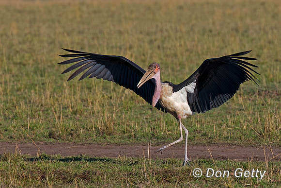 Marabou Stork