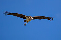 Marabou Stork