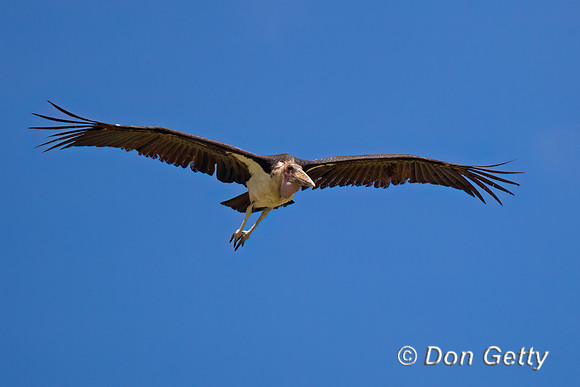 Marabou Stork