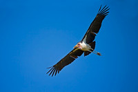 Marabou Stork