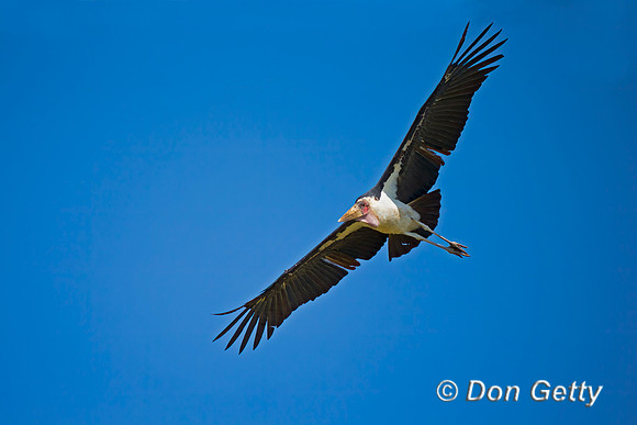 Marabou Stork