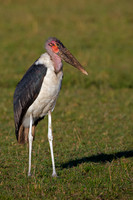 Marabou Stork