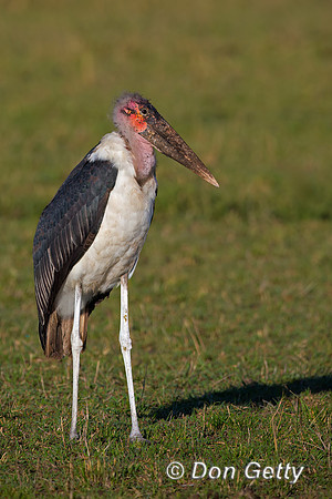 Marabou Stork