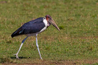 Marabou Stork