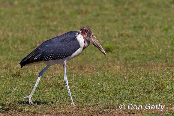 Marabou Stork
