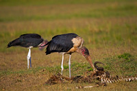 Marabou Stork