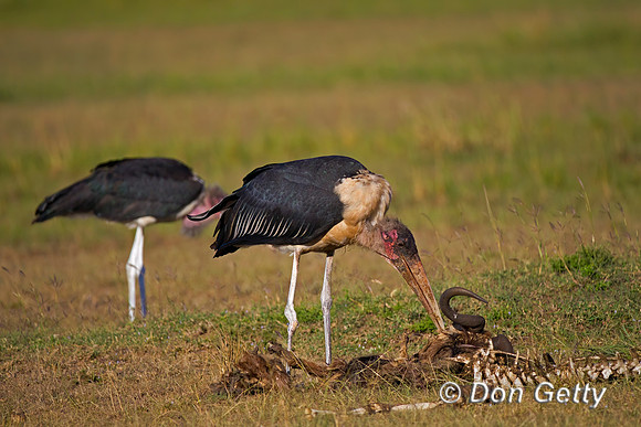 Marabou Stork