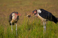 Marabou Stork