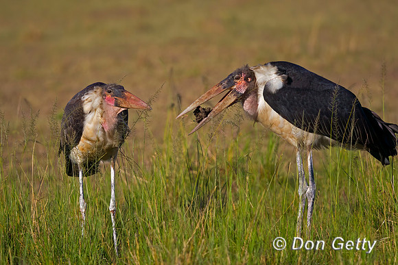 Marabou Stork