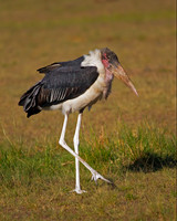Marabou Stork